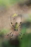 Nature Photography in Manuel Antonio Costa Rica - golden orb spider